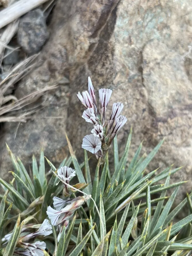 Acantholimon androsaceum