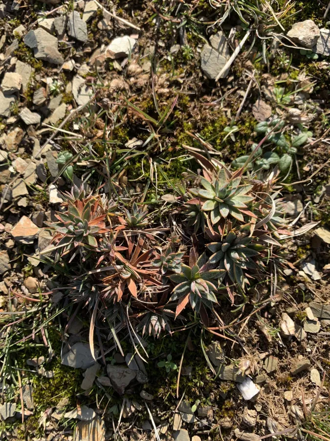 Acantholimon brachystachyum