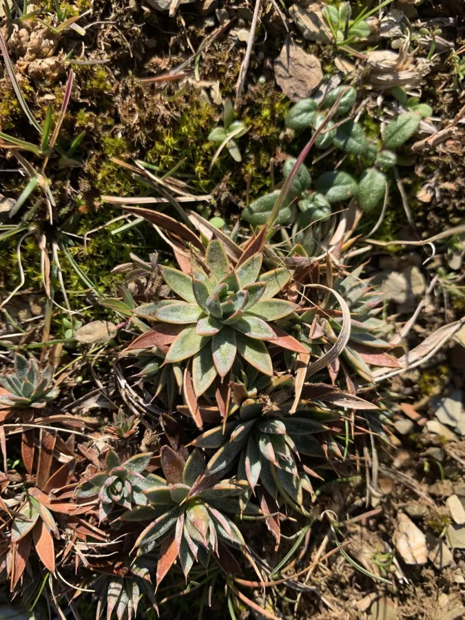 Acantholimon brachystachyum