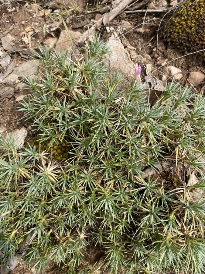 Acantholimon caryophyllaceum