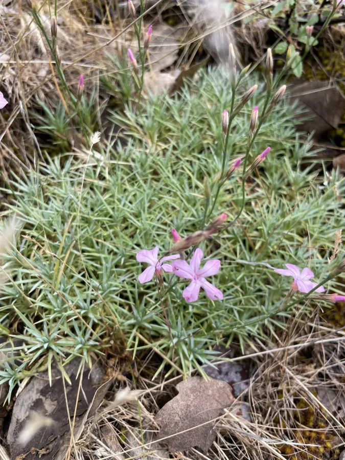Acantholimon caryophyllaceum