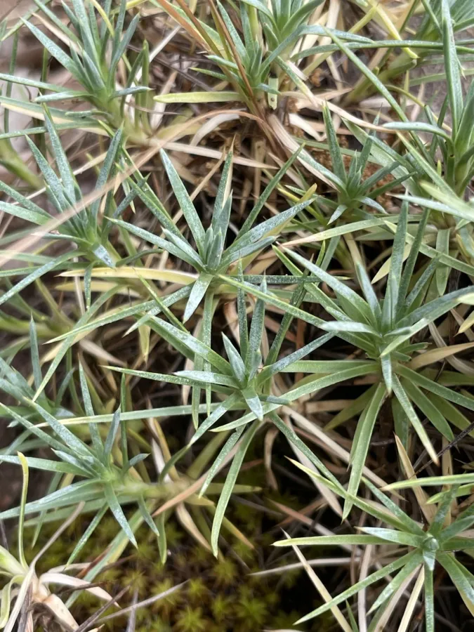 Acantholimon caryophyllaceum