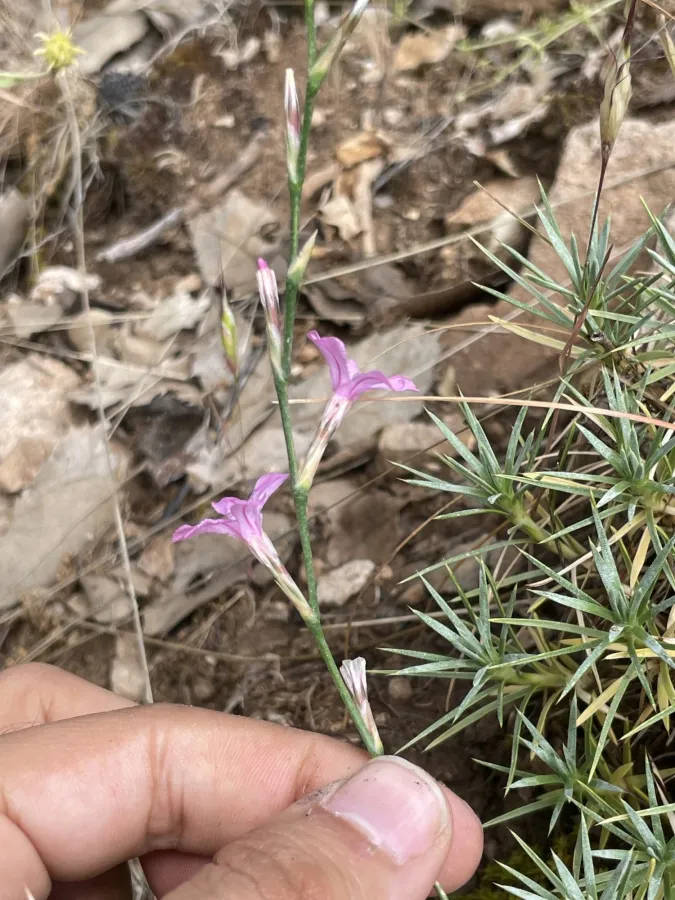 Acantholimon caryophyllaceum