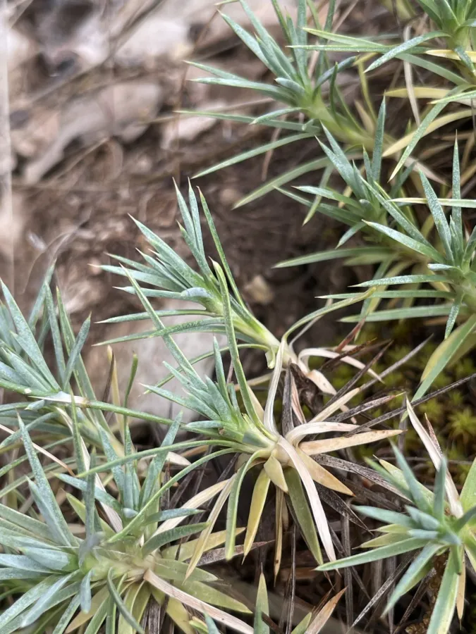 Acantholimon caryophyllaceum