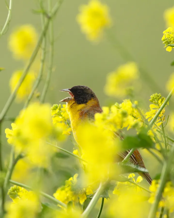 Black-headed Bunting