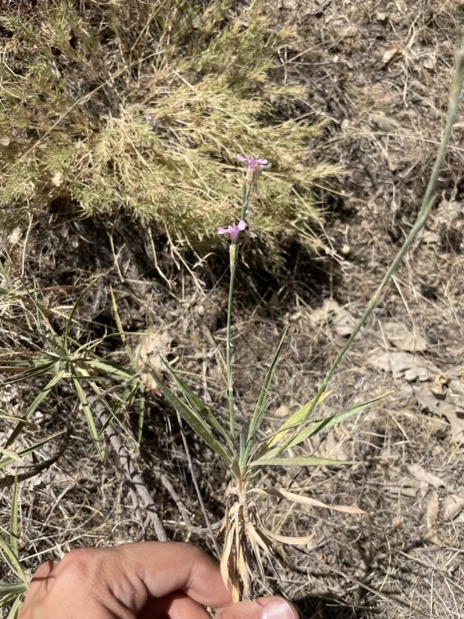 Acantholimon petraeum