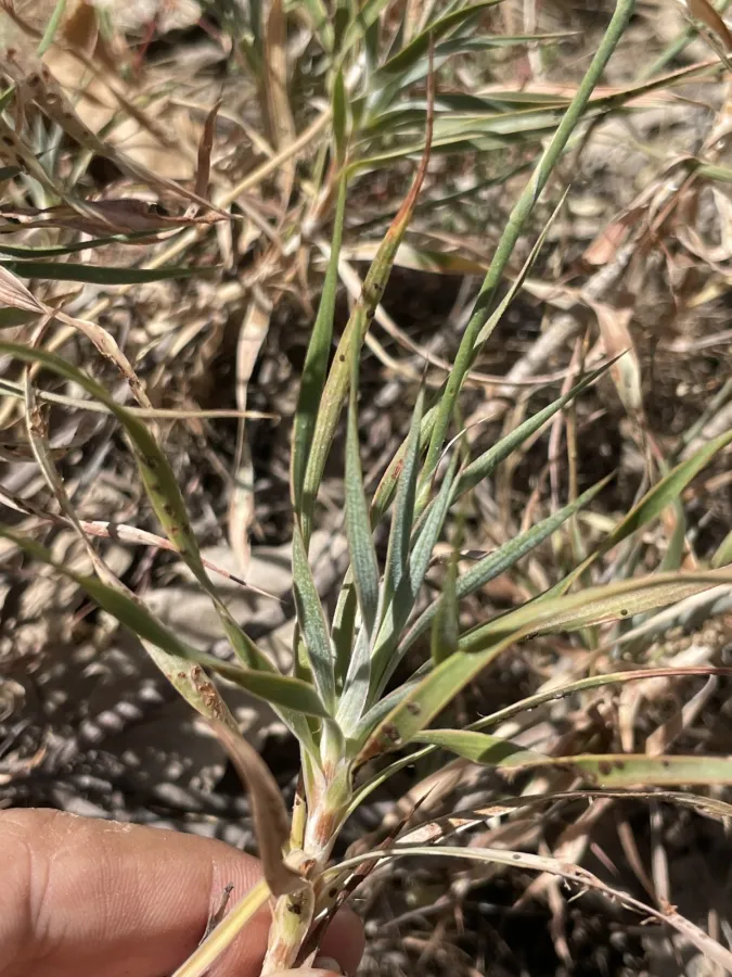 Acantholimon petraeum