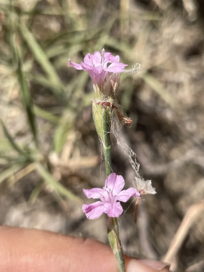 Acantholimon petraeum