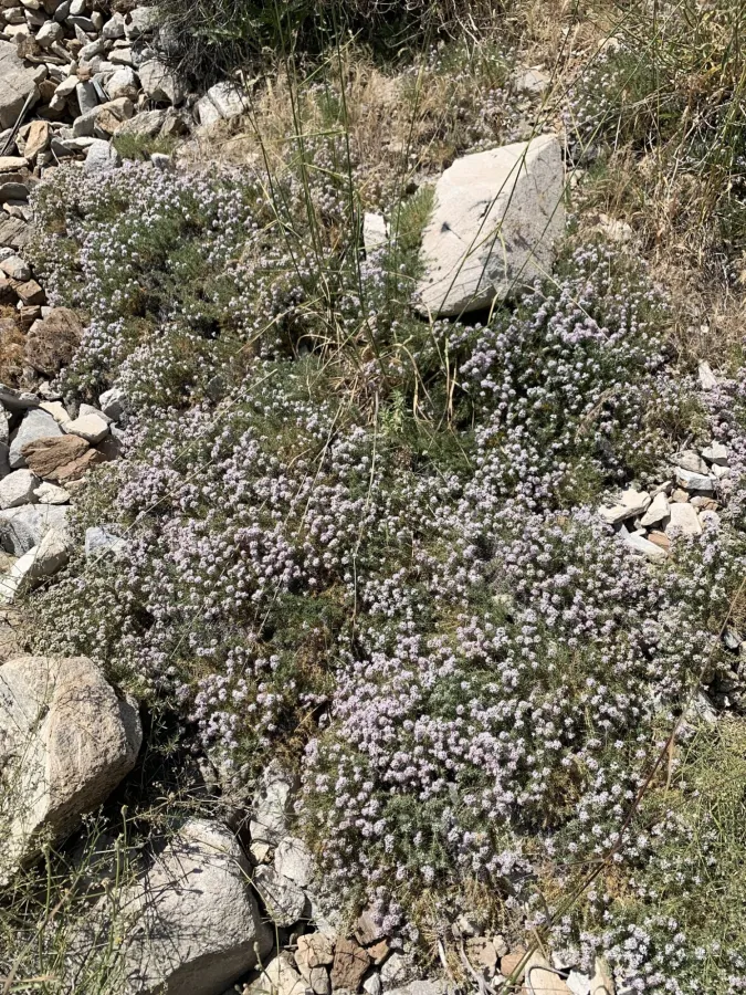 Acanthophyllum caespitosum