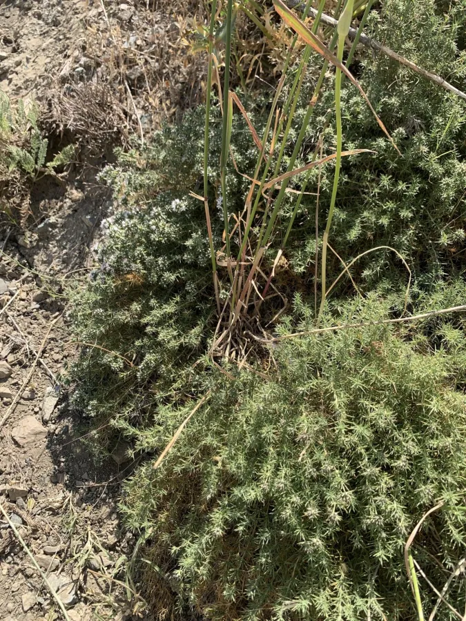 Acanthophyllum caespitosum