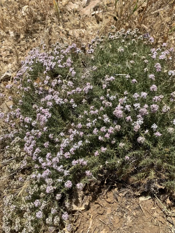 Acanthophyllum caespitosum