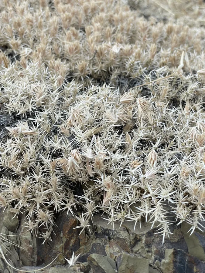 Acanthophyllum caespitosum