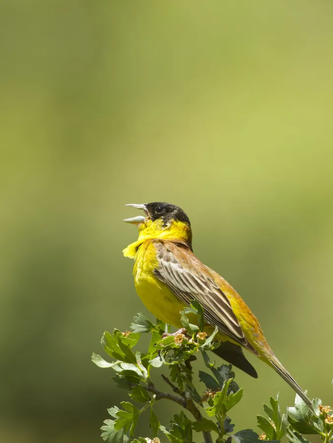 Black-headed Bunting