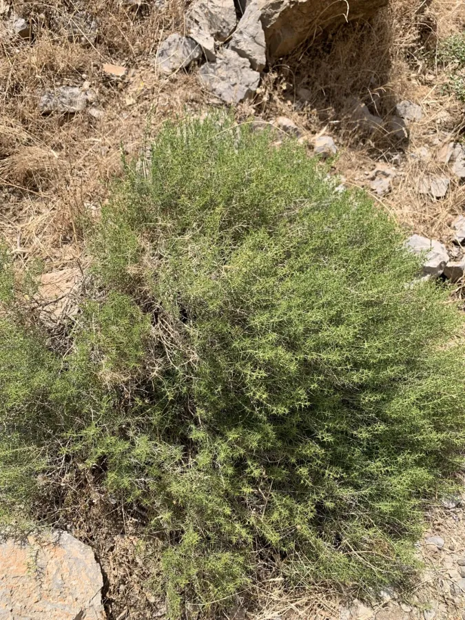 Acanthophyllum crassifolium