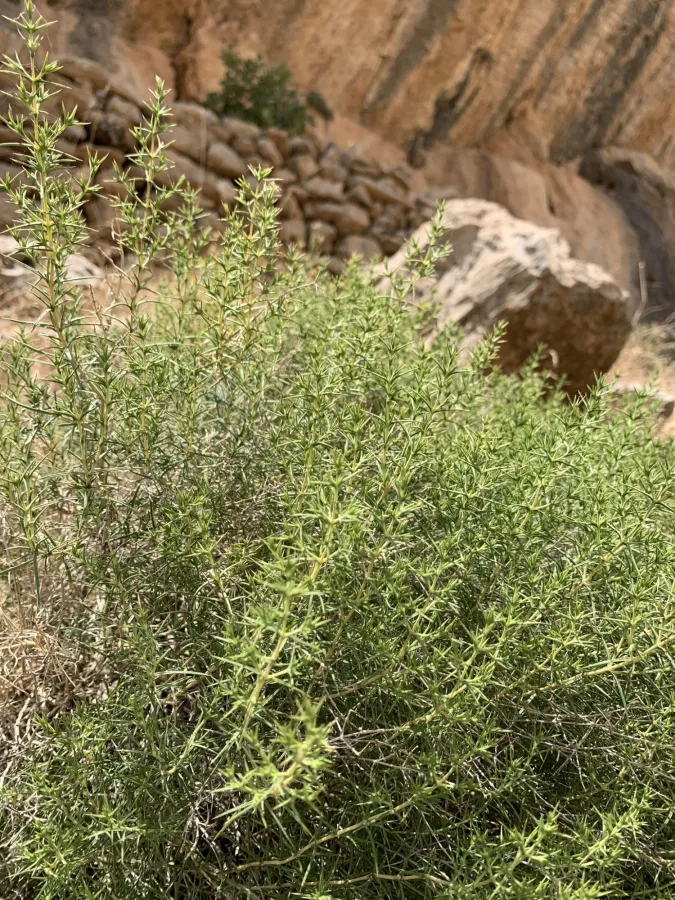 Acanthophyllum crassifolium
