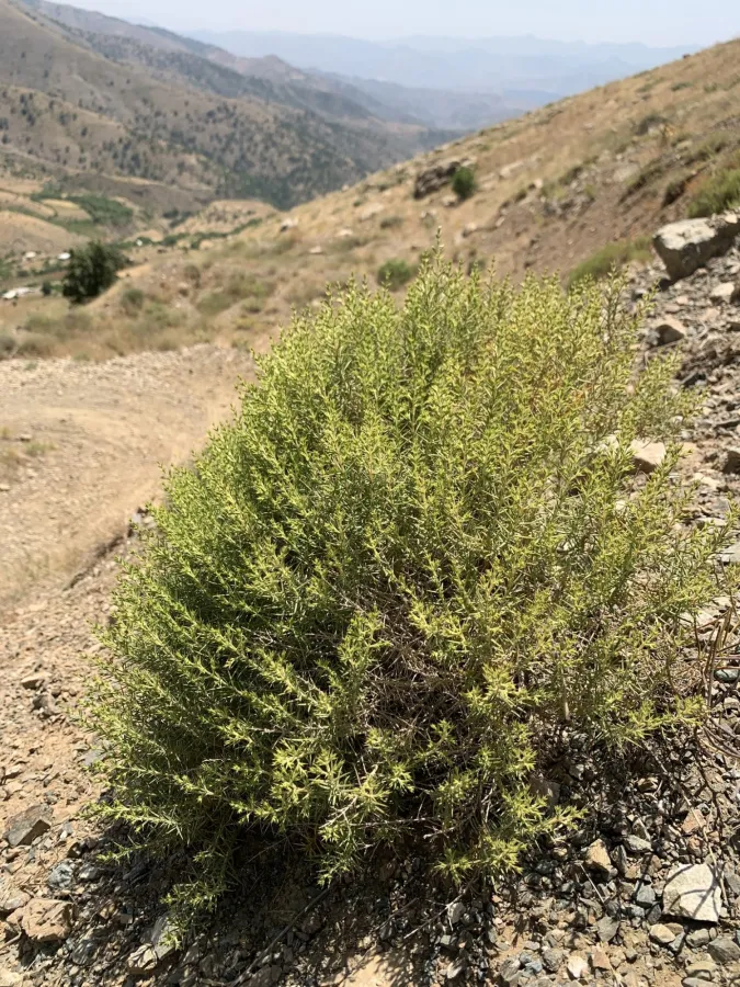 Acanthophyllum crassifolium