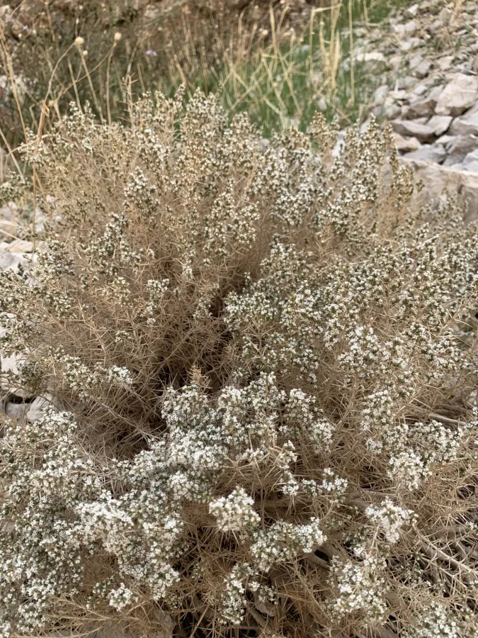 Acanthophyllum crassifolium
