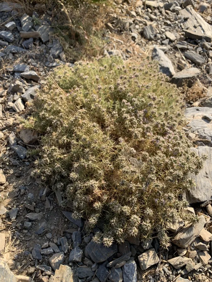 Acanthophyllum verticillatum