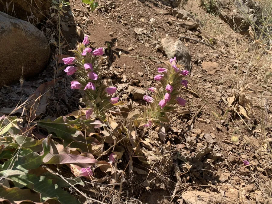 Acanthus dioscoridis