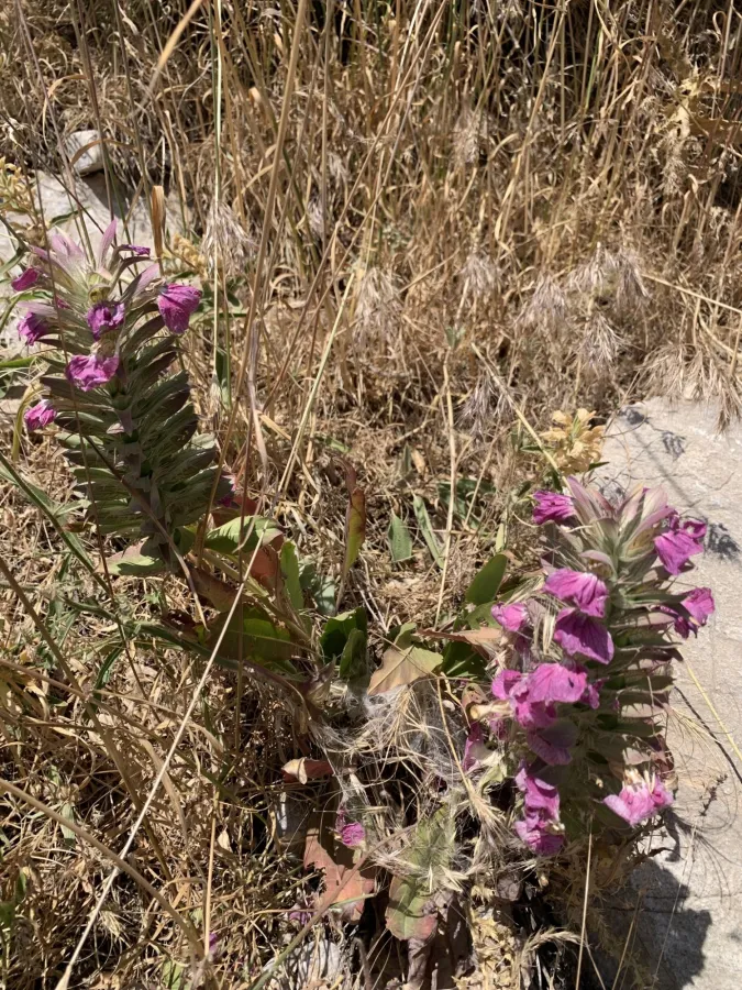 Acanthus dioscoridis