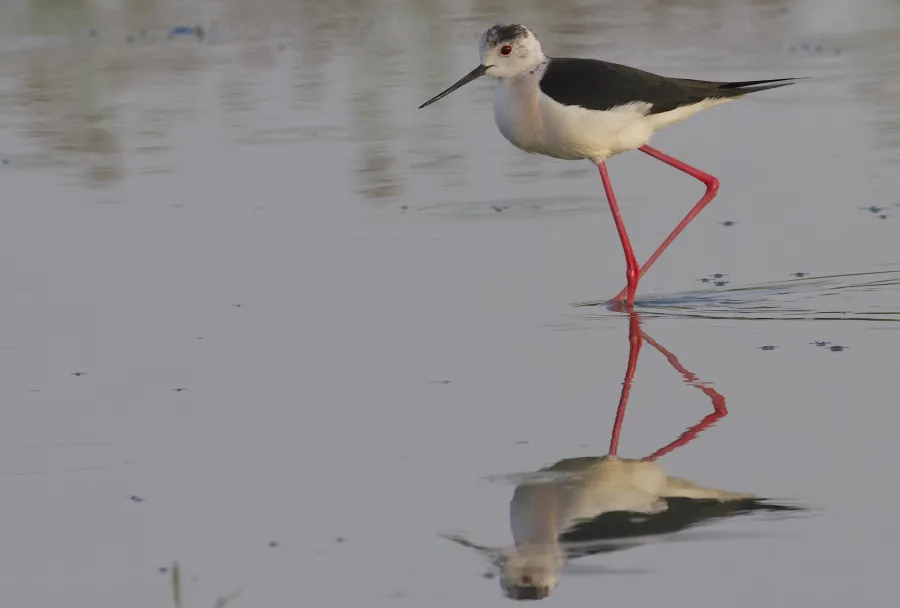 Black-winged Stilt