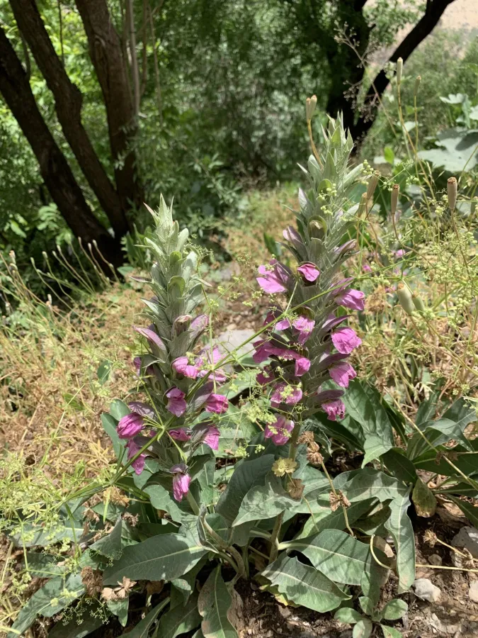 Acanthus dioscoridis