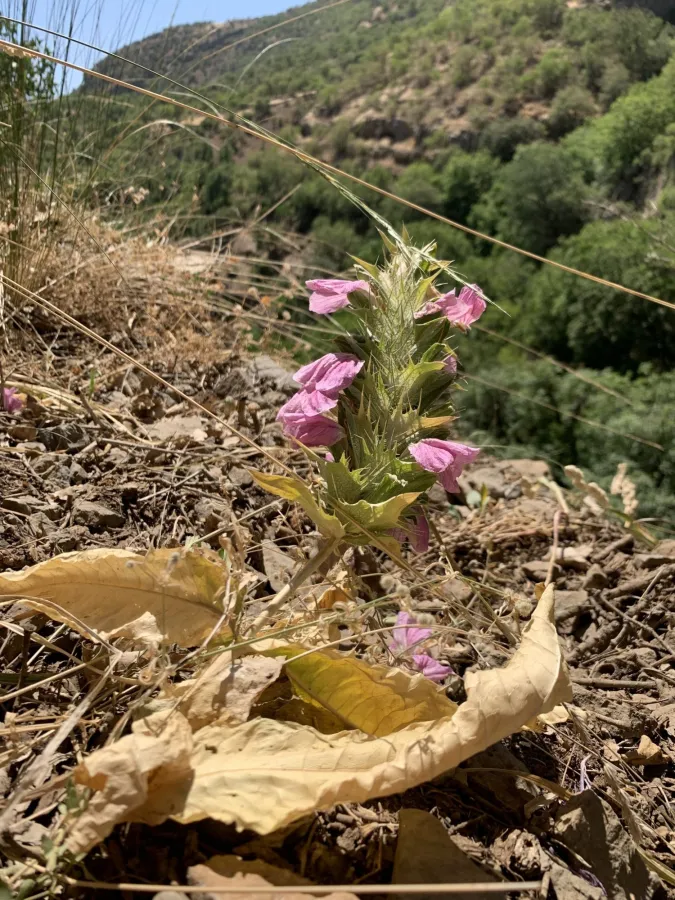 Acanthus dioscoridis