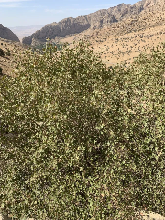 Acer monspessulanum