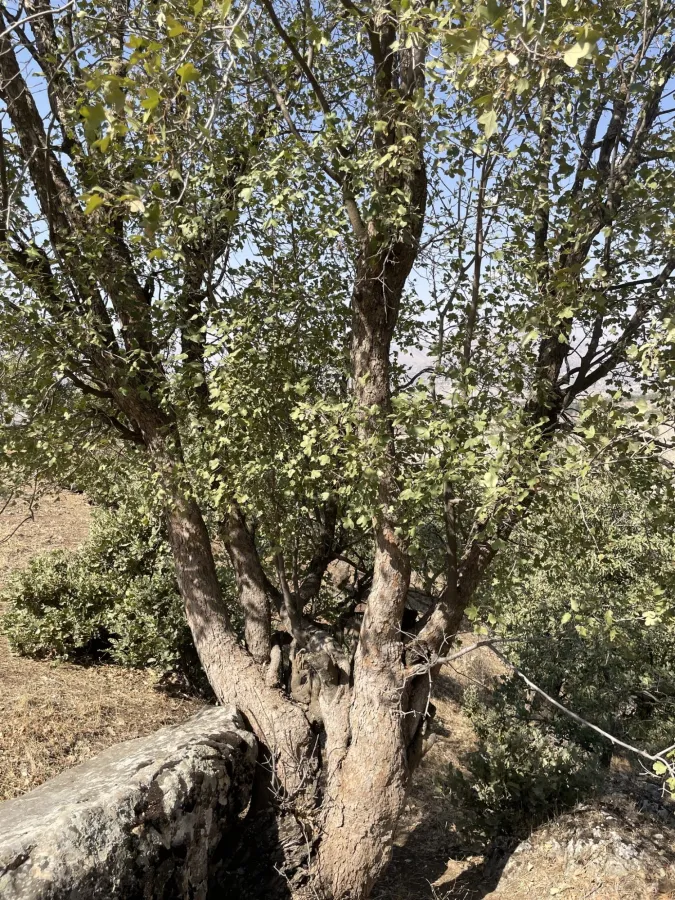 Acer monspessulanum