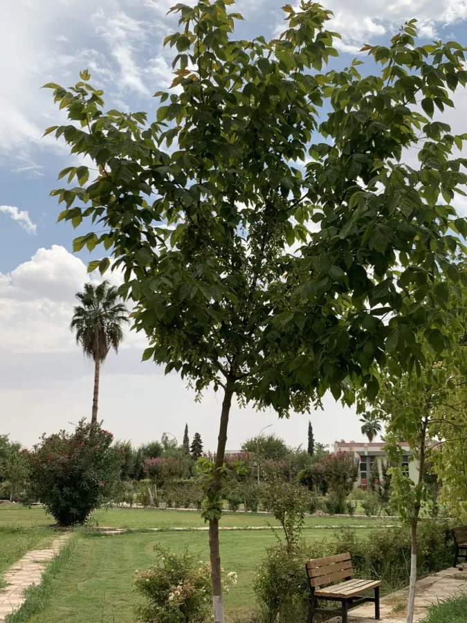 Acer negundo