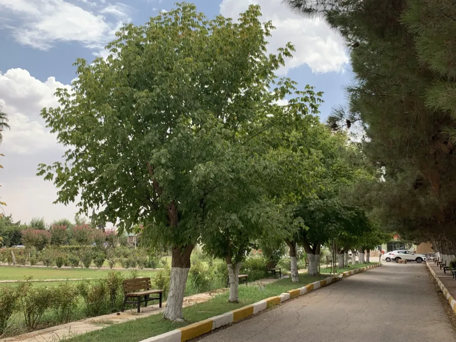 Acer negundo