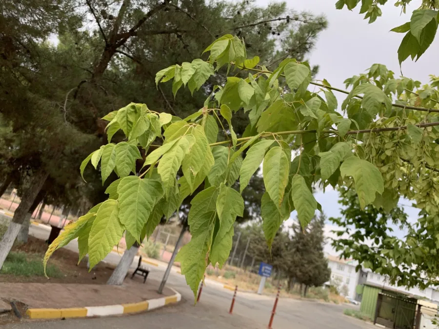 Acer negundo