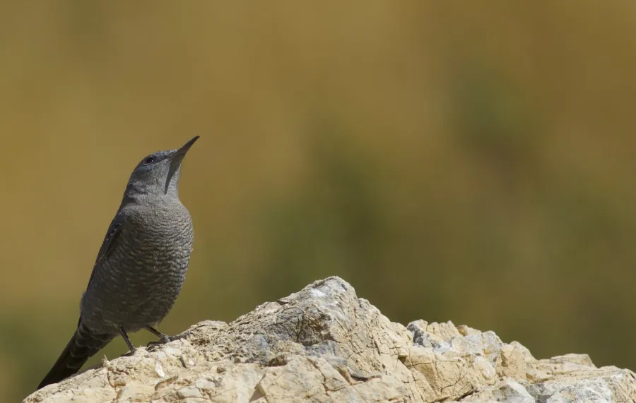 Blue Rock Thrush