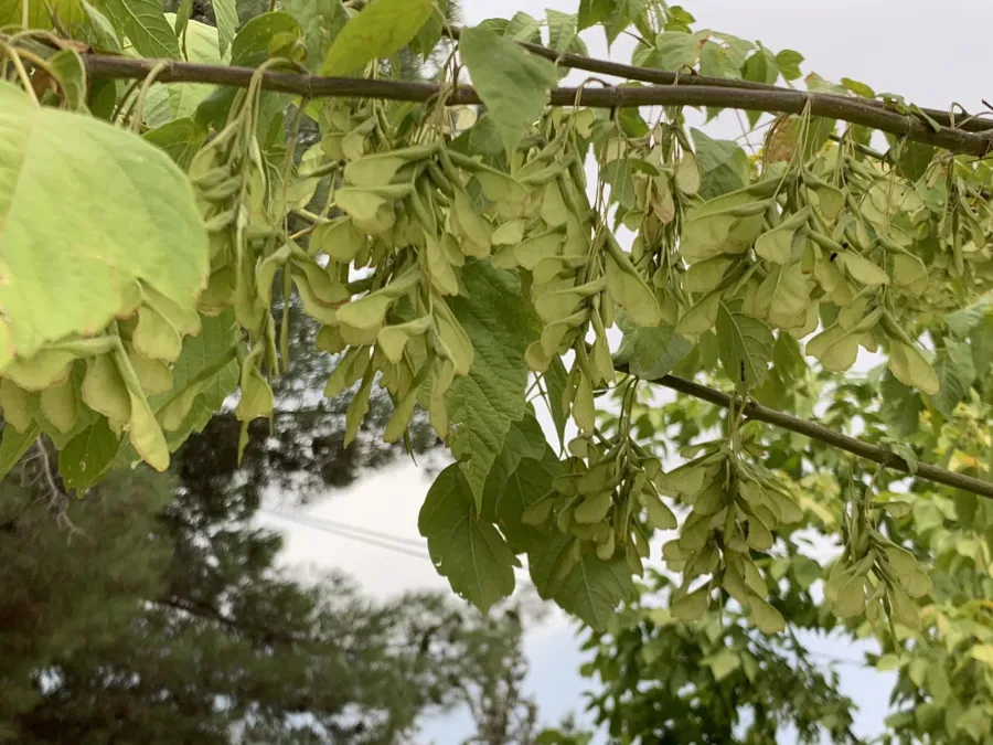 Acer negundo