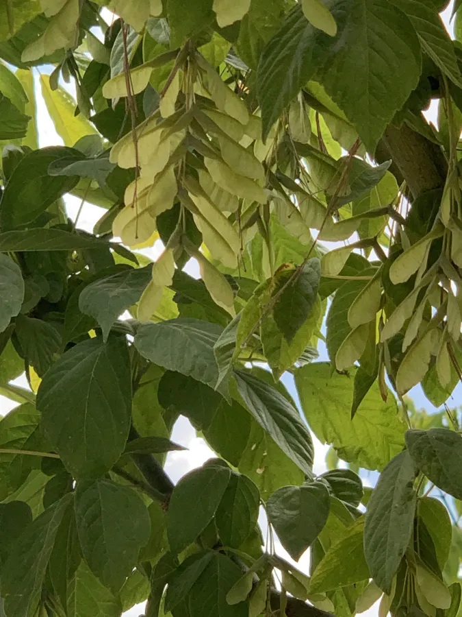 Acer negundo