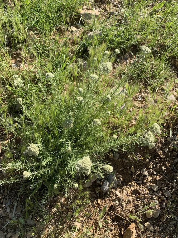 Achillea aleppica