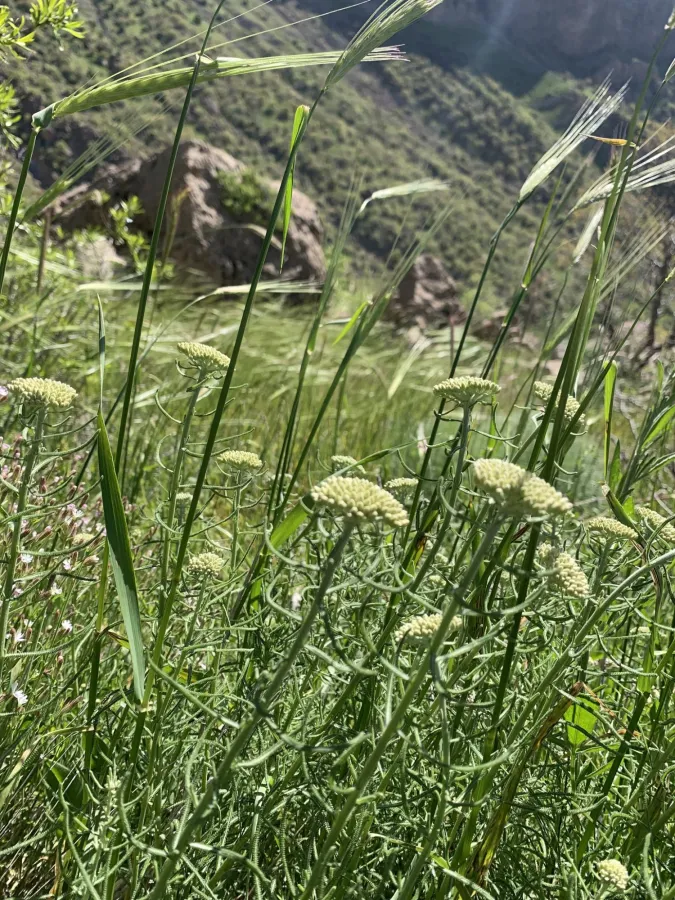 Achillea aleppica
