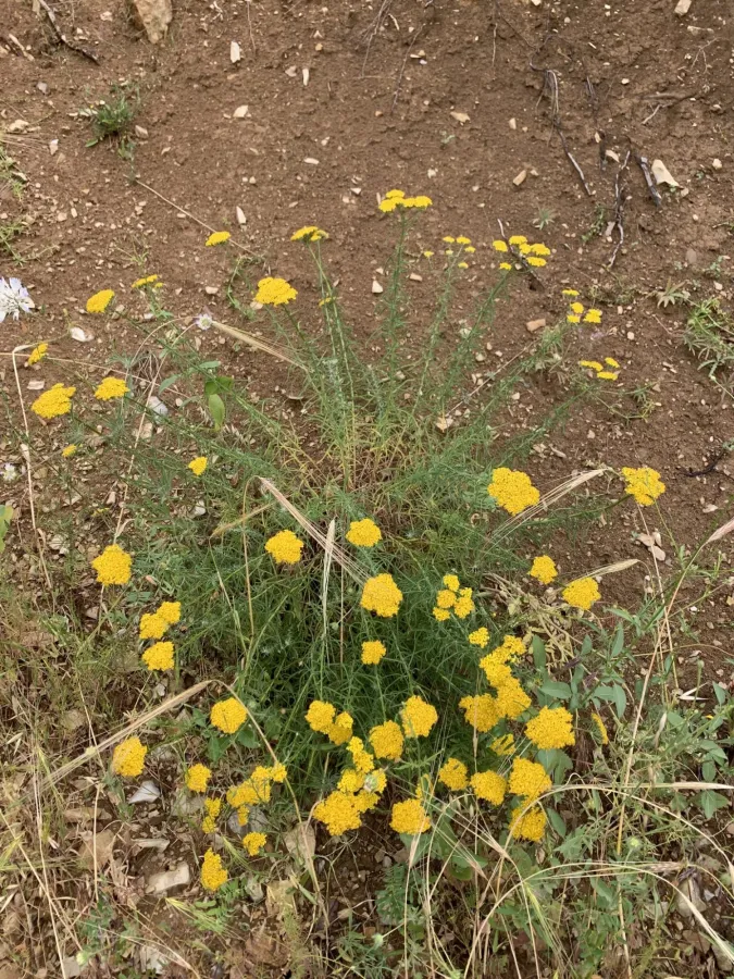 Achillea aleppica