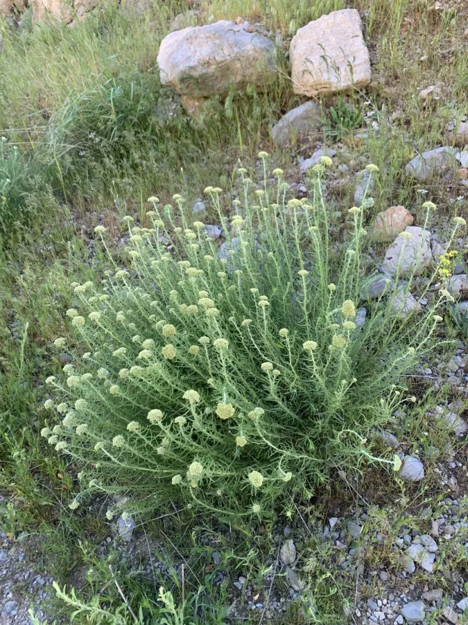 Achillea aleppica