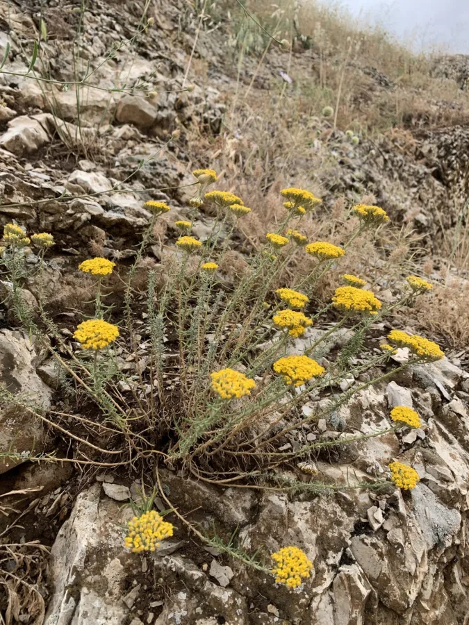 Achillea aleppica