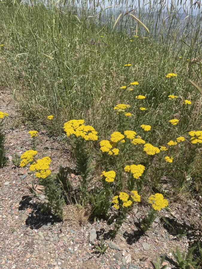 Achillea arabica