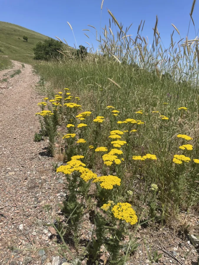 Achillea arabica