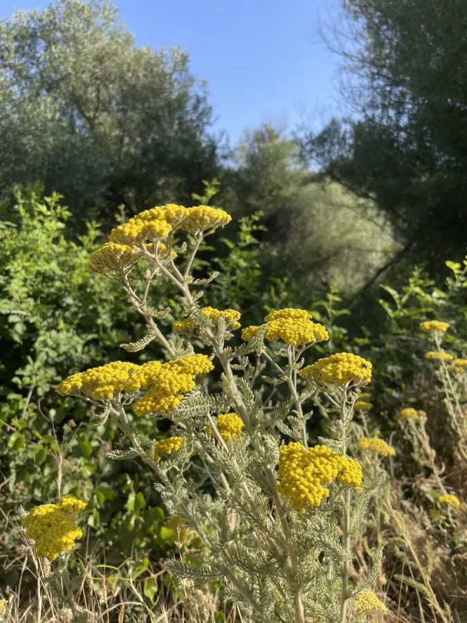 Achillea arabica