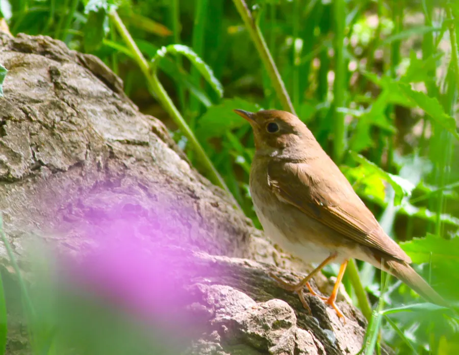 Common Nightingale