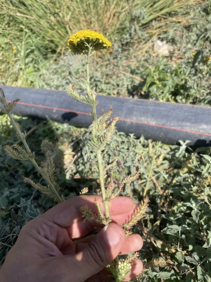 Achillea arabica
