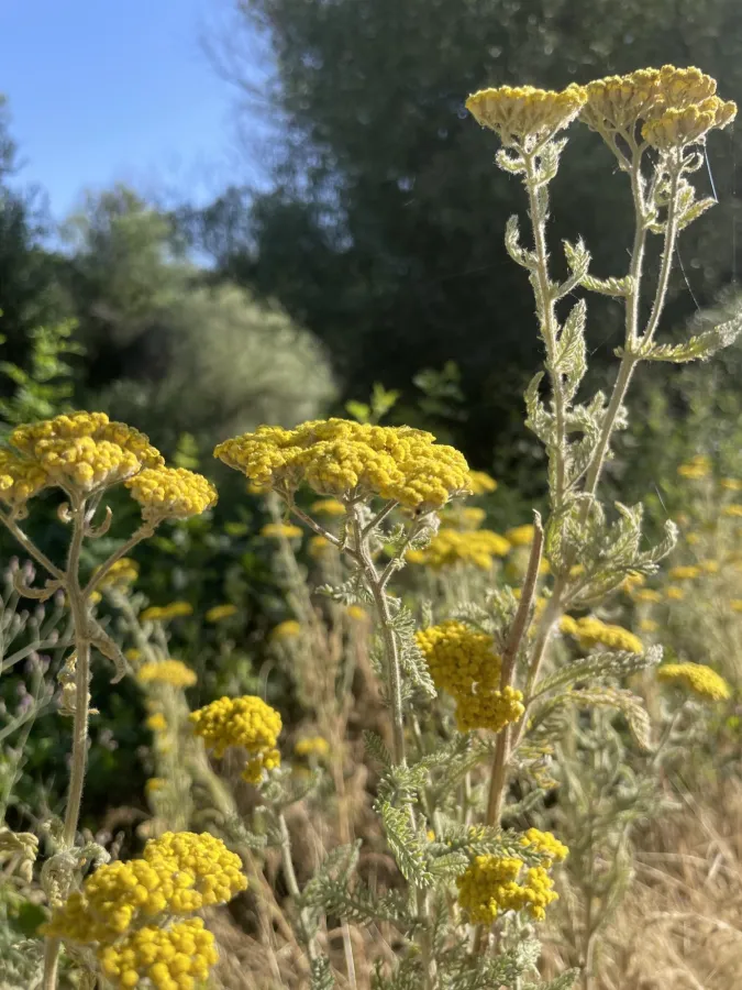 Achillea arabica