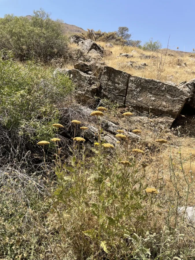 Achillea filipendulina