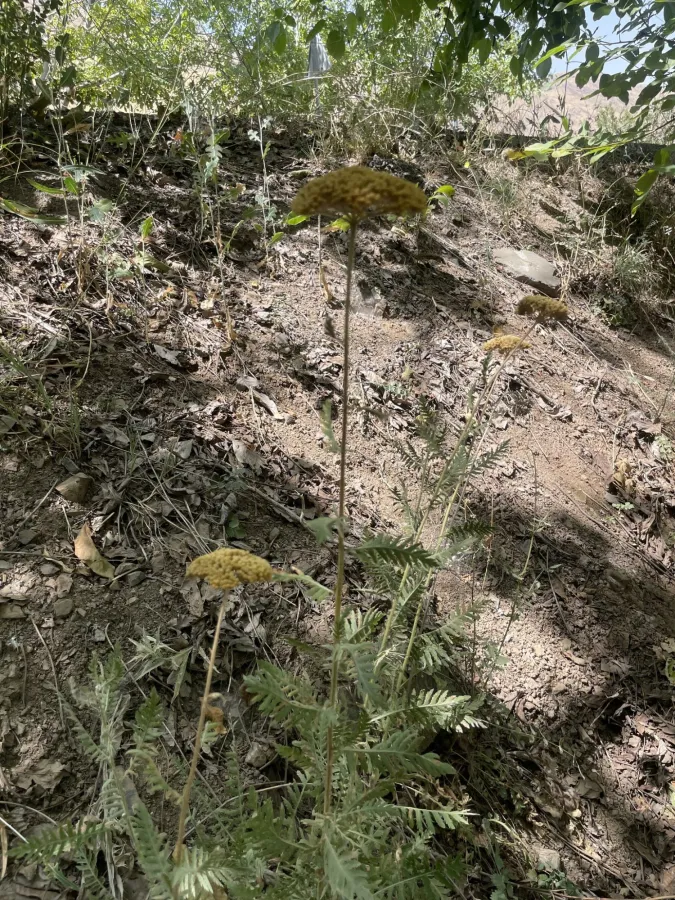 Achillea filipendulina