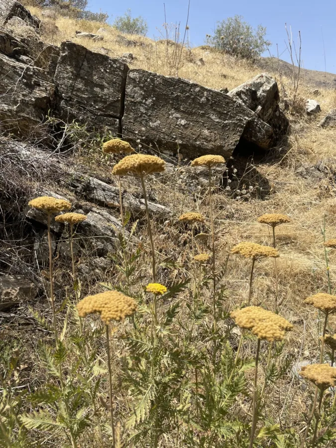 Achillea filipendulina