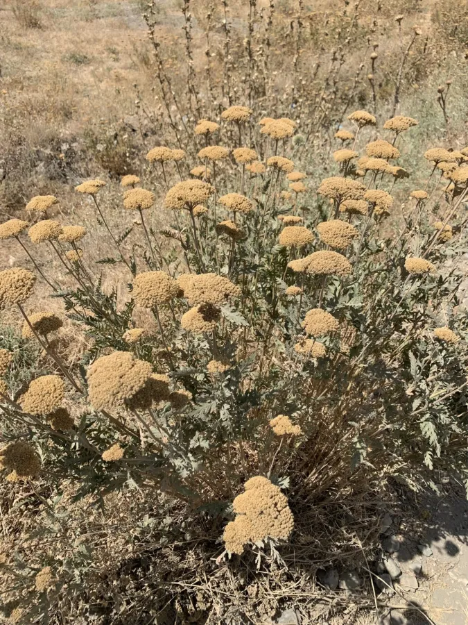Achillea filipendulina